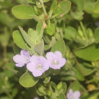 <i>Ruellia patula</i>  Jacq.